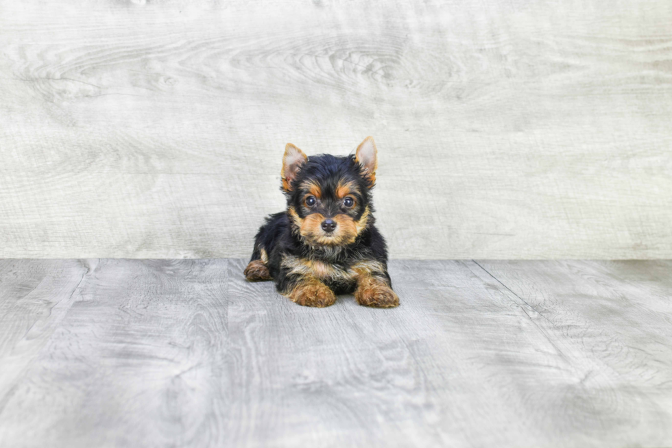 Meet Ronaldo - our Yorkshire Terrier Puppy Photo 