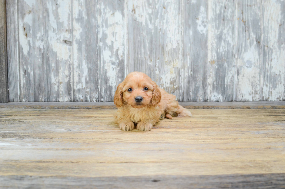 Small Cavapoo Baby