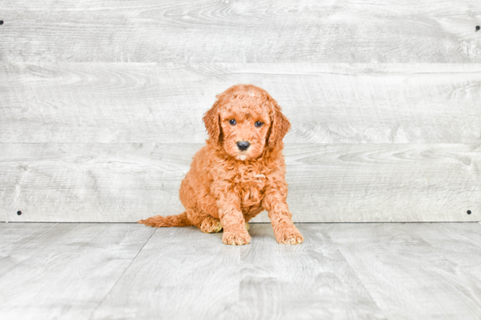 Little Golden Retriever Poodle Mix Puppy