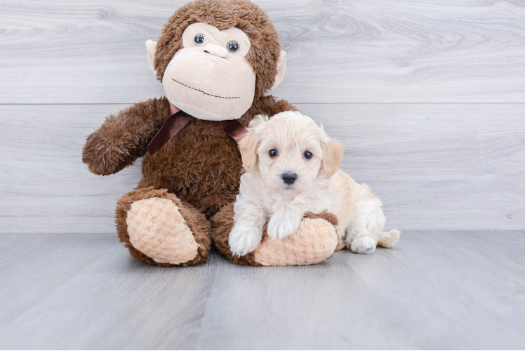 Maltipoo Pup Being Cute