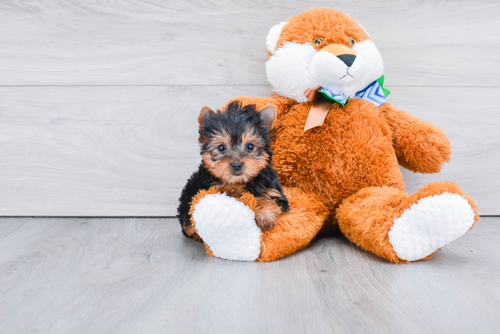 Meet Sebastian - our Yorkshire Terrier Puppy Photo 