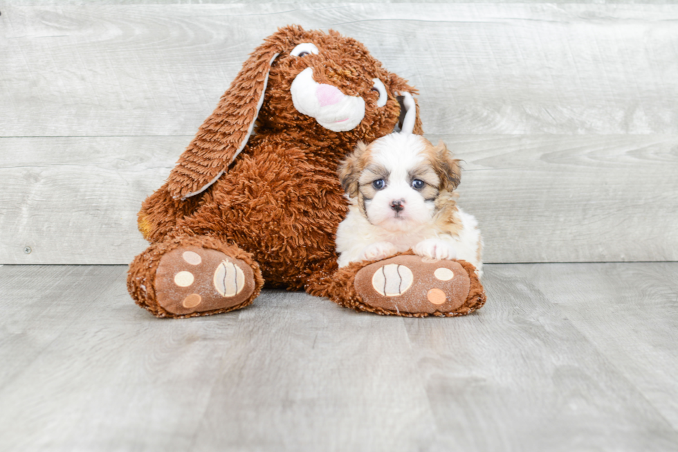 Sweet Teddy Bear Baby