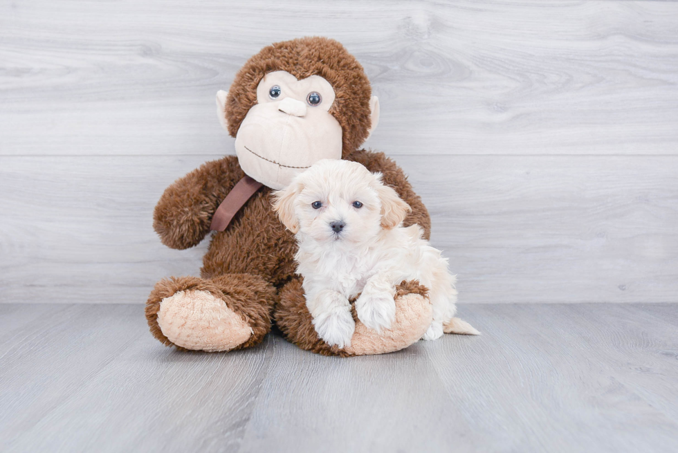 Maltipoo Pup Being Cute