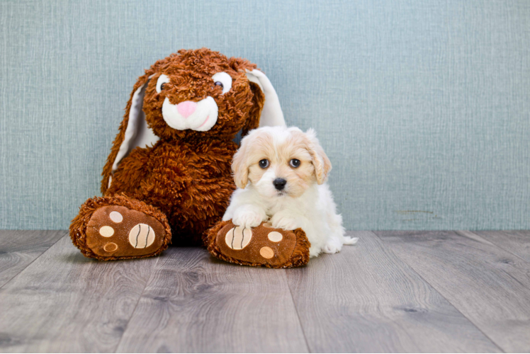 Petite Cavachon Designer Pup