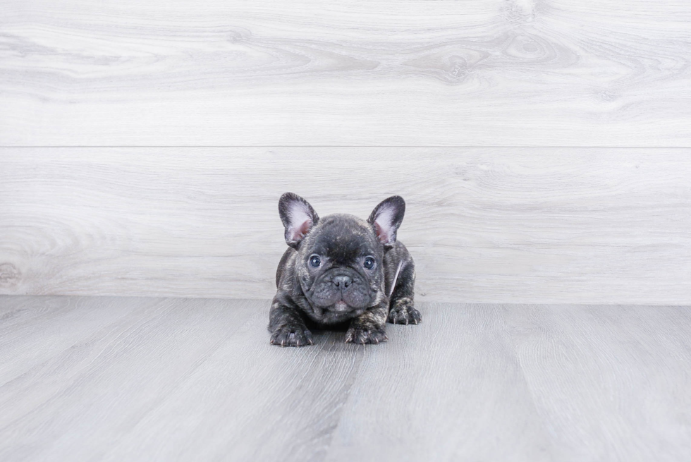 French Bulldog Pup Being Cute