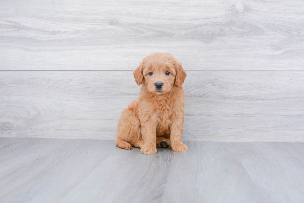 Mini Goldendoodle Pup Being Cute