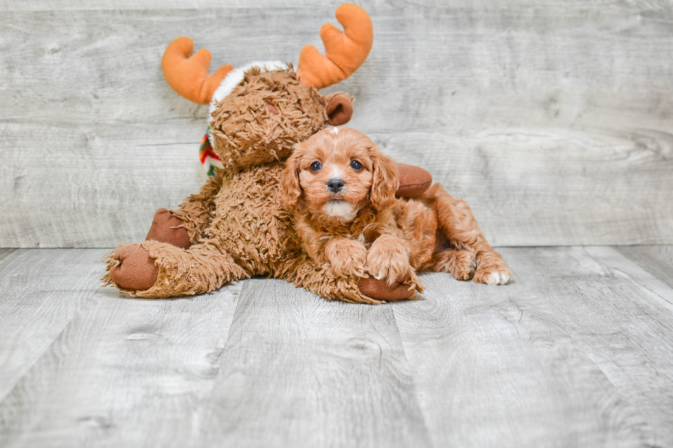 Best Cavapoo Baby