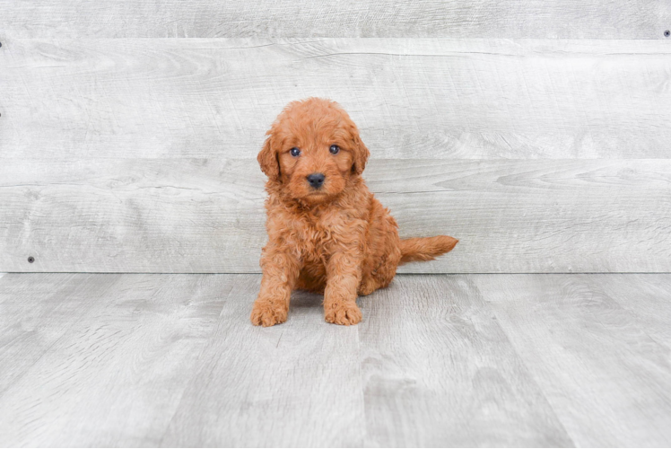 Mini Goldendoodle Pup Being Cute