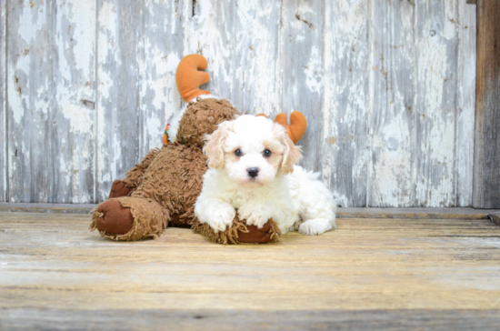 Cavachon Pup Being Cute