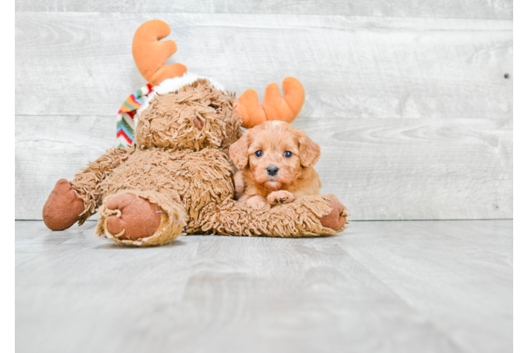 Petite Cavapoo Poodle Mix Pup