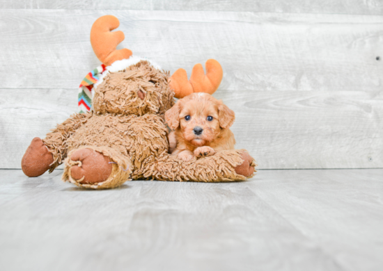 Petite Cavapoo Poodle Mix Pup