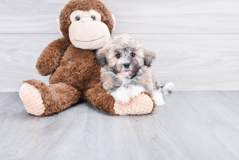 Friendly Havanese Purebred Pup