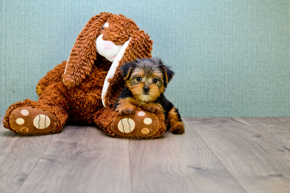 Happy Morkie Baby