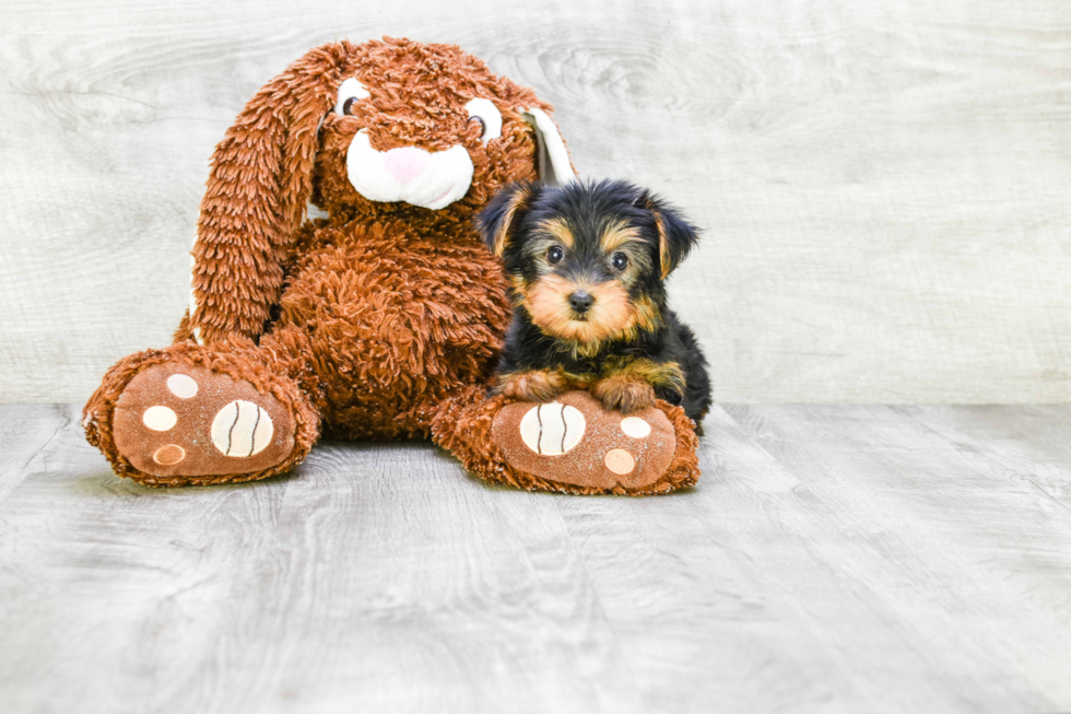 Meet Izzie - our Yorkshire Terrier Puppy Photo 