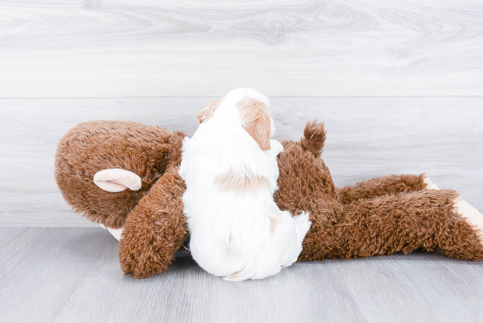 Cavapoo Pup Being Cute