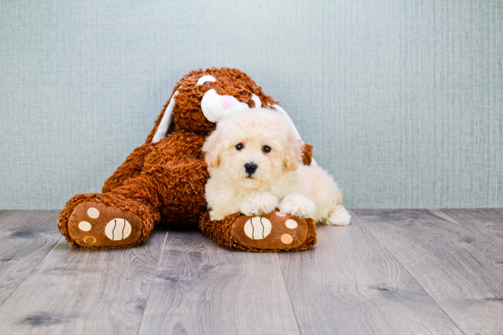 Petite Maltipoo Poodle Mix Pup