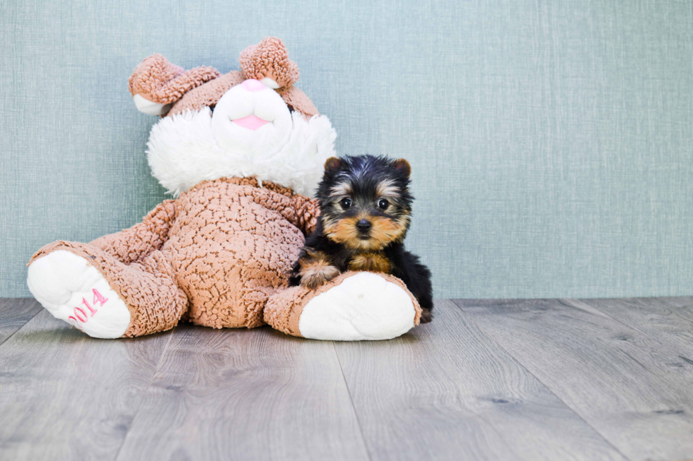 Meet Cali - our Yorkshire Terrier Puppy Photo 