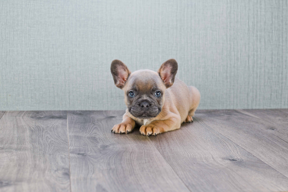 Funny French Bulldog Purebred Pup