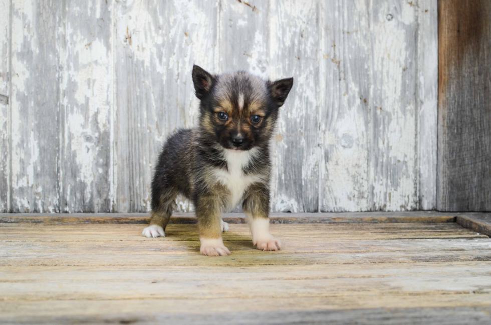 Friendly Pomsky Baby