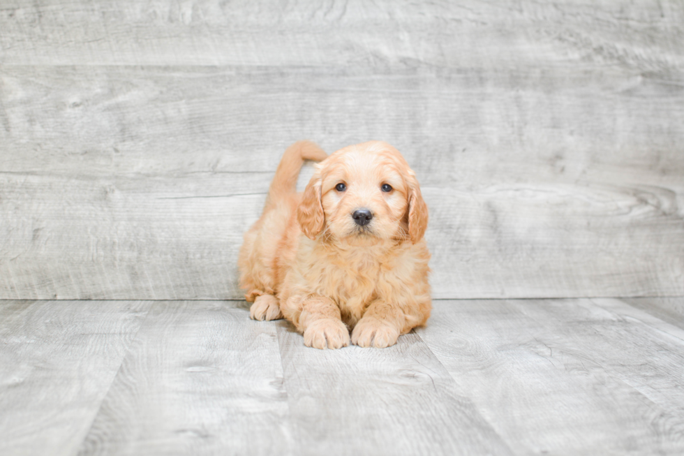 Mini Goldendoodle Puppy for Adoption