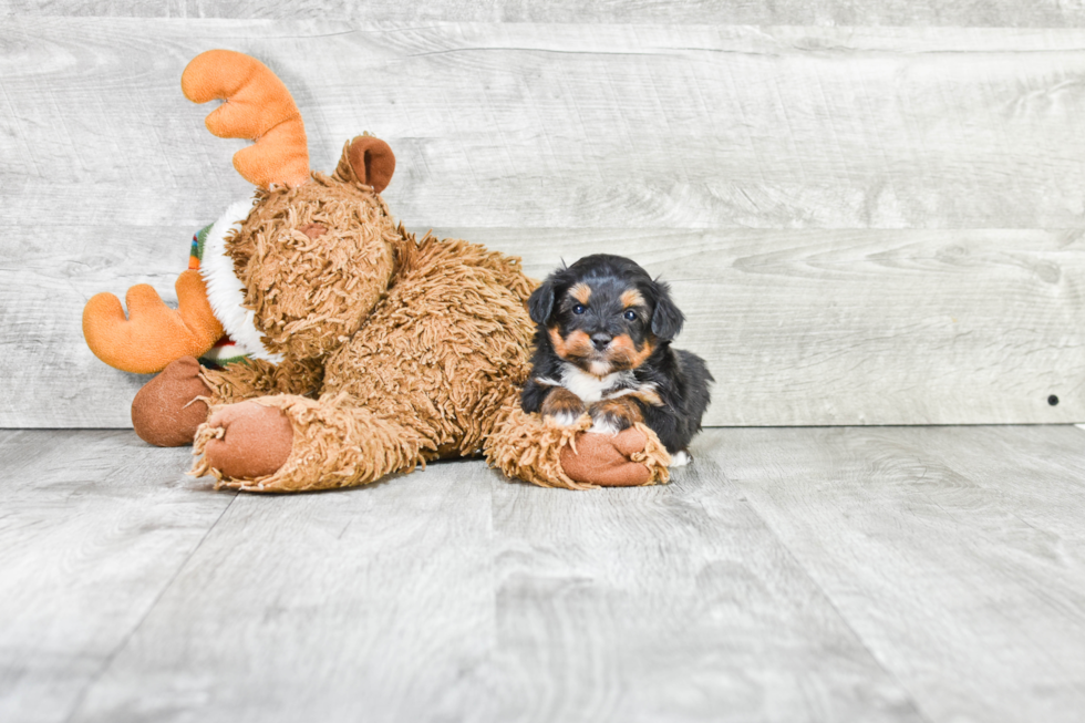 Mini Aussiedoodle Pup Being Cute