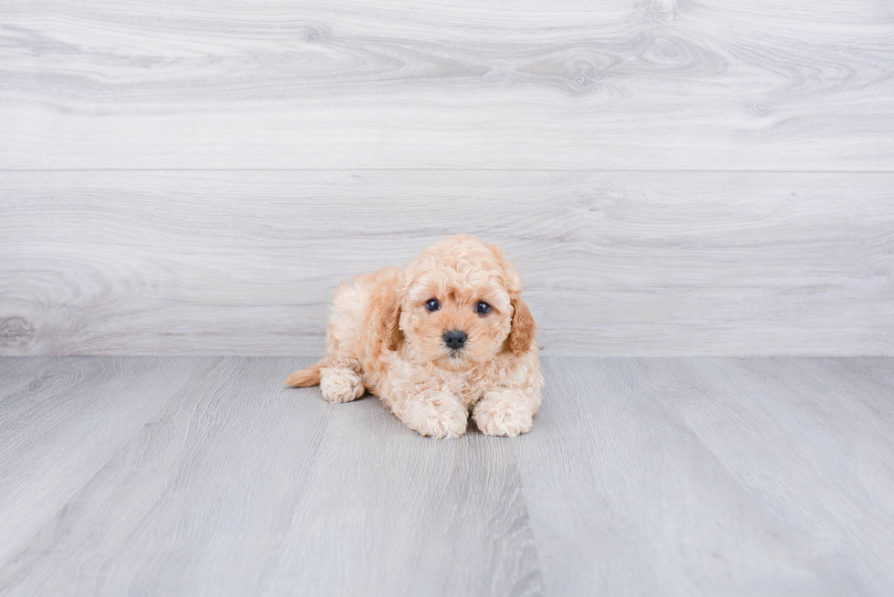 Best Cavapoo Baby