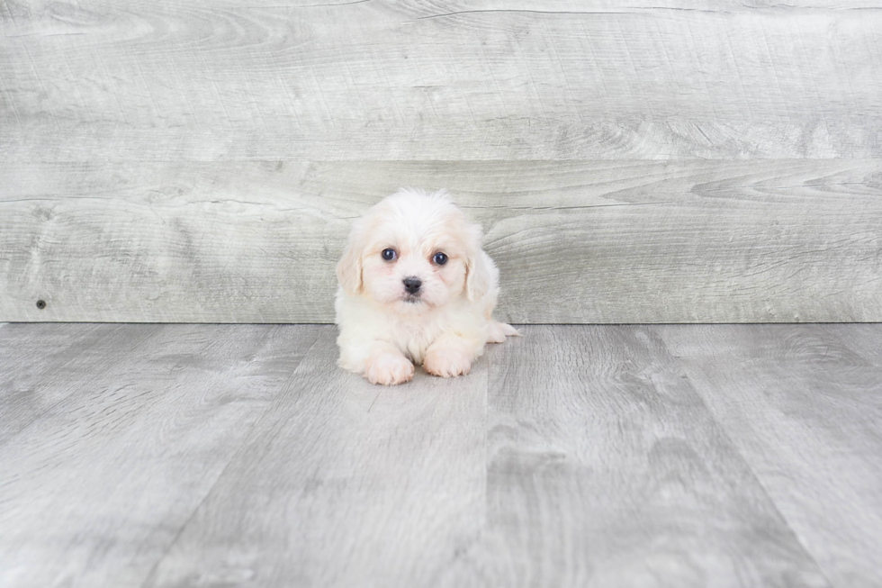 Hypoallergenic Cavalier Designer Puppy