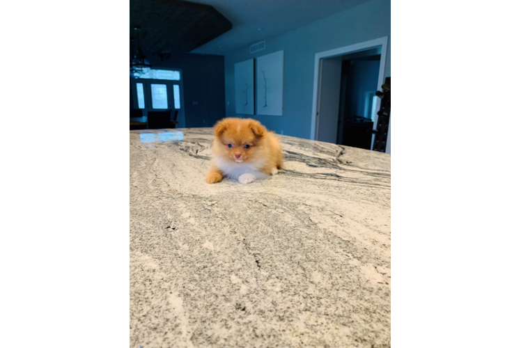 Pomeranian Pup Being Cute