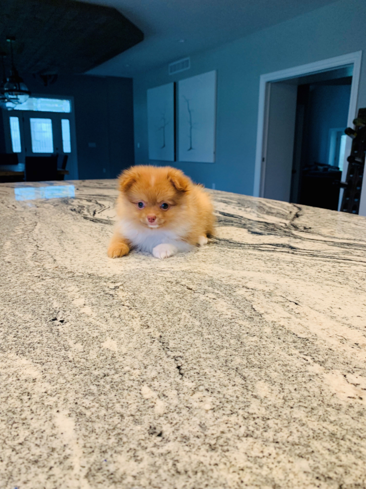 Pomeranian Pup Being Cute