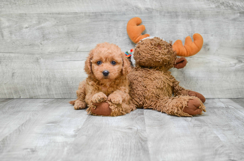 Best Cavapoo Baby