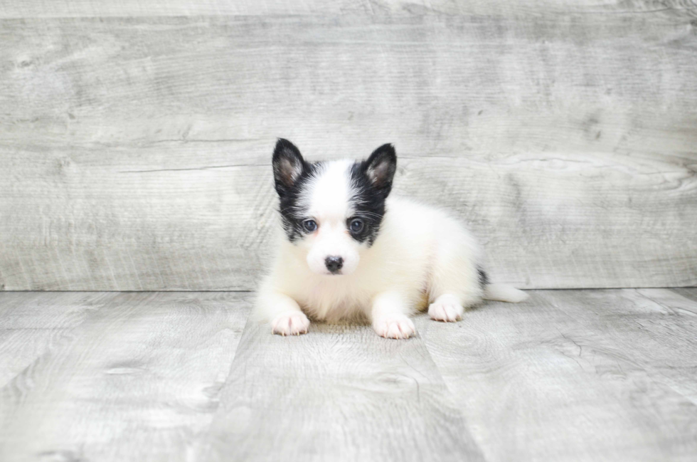 Pomsky Puppy for Adoption