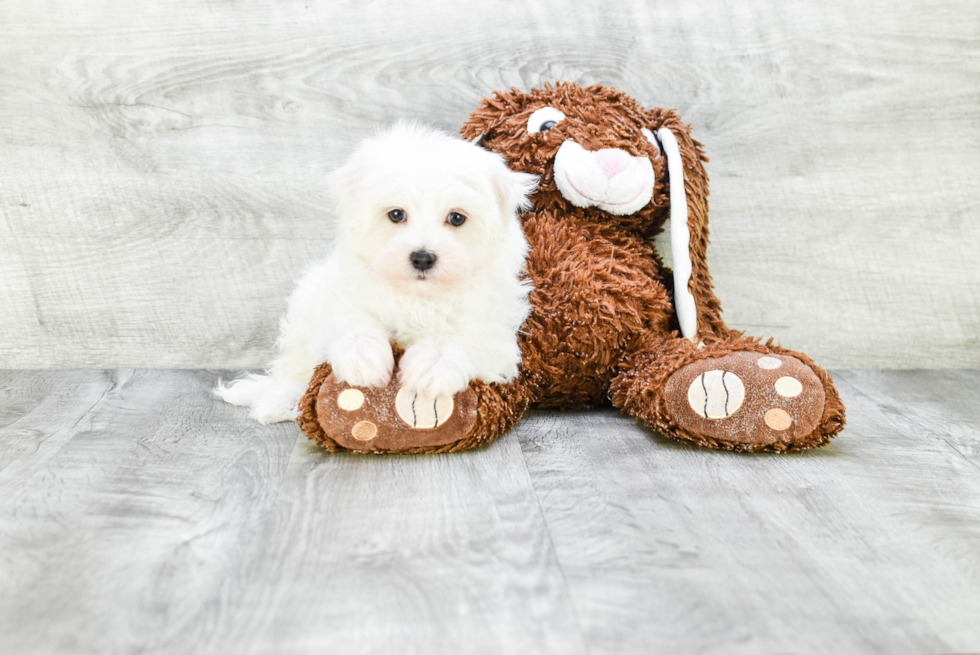 Maltese Puppy for Adoption