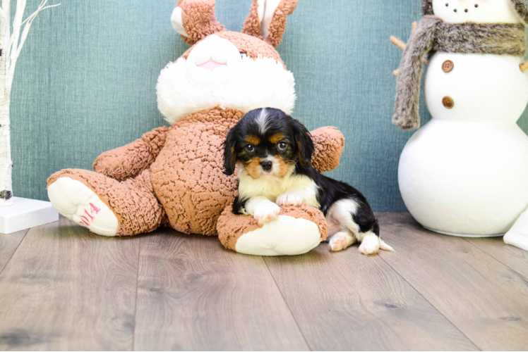 Playful Cavalier King Charles Spaniel Baby