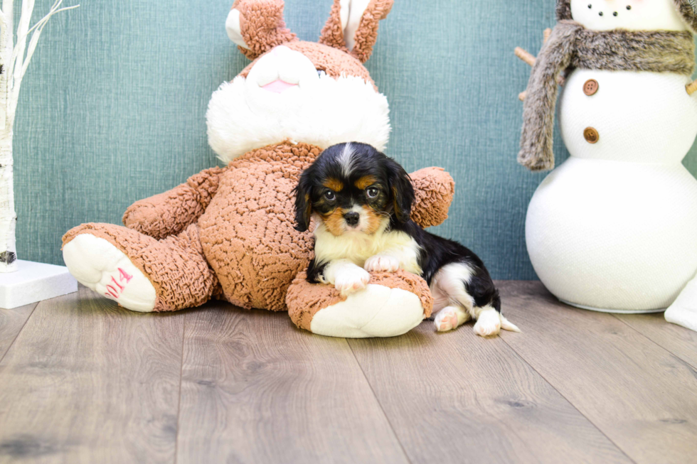 Playful Cavalier King Charles Spaniel Baby