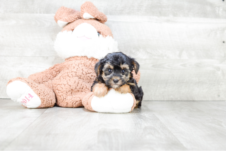 Little Yorkie Designer Puppy
