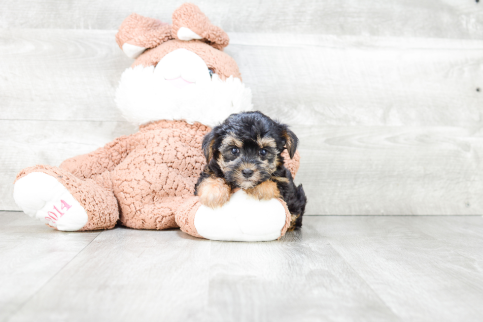 Little Yorkie Designer Puppy