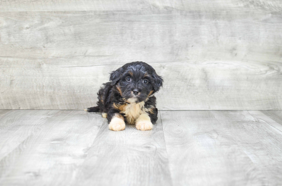 Hypoallergenic Bernadoodle Poodle Mix Puppy