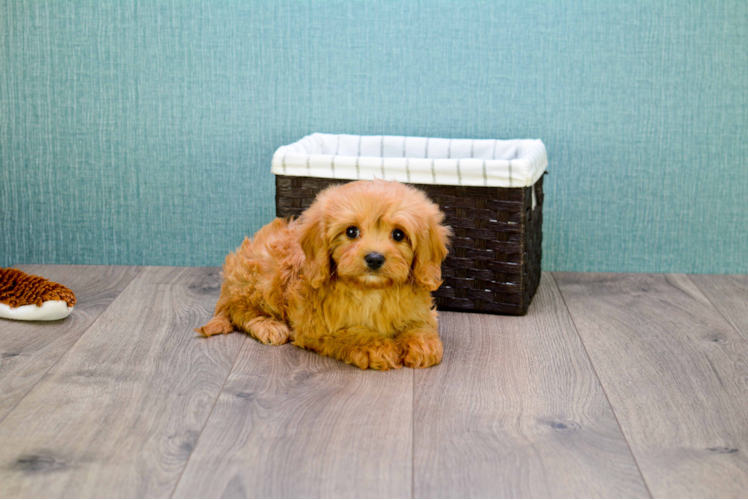 Cavapoo Pup Being Cute