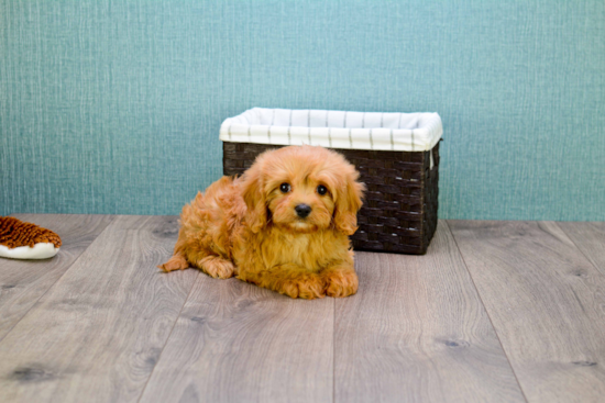 Cavapoo Pup Being Cute