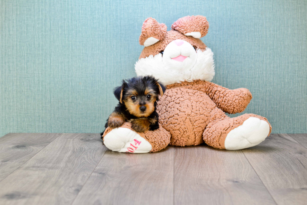 Meet Snickers - our Yorkshire Terrier Puppy Photo 