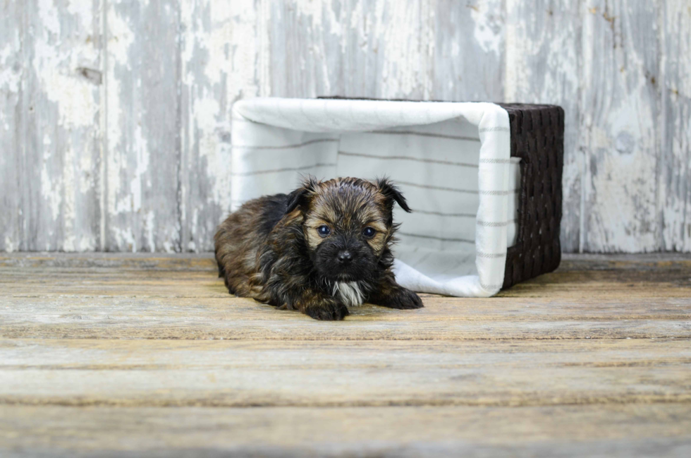 Yorkie Pom Pup Being Cute