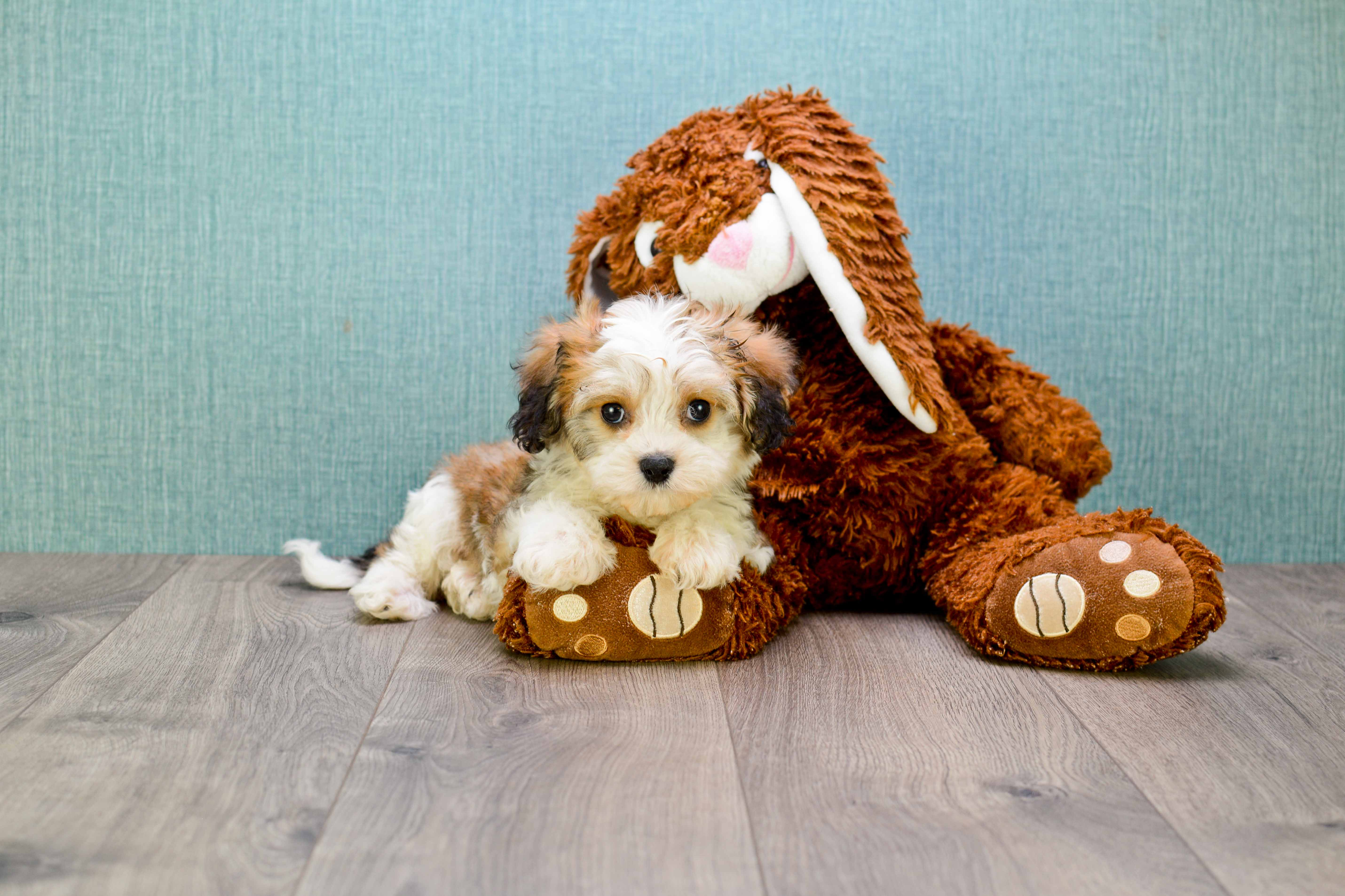 Cavachon Puppy for Adoption