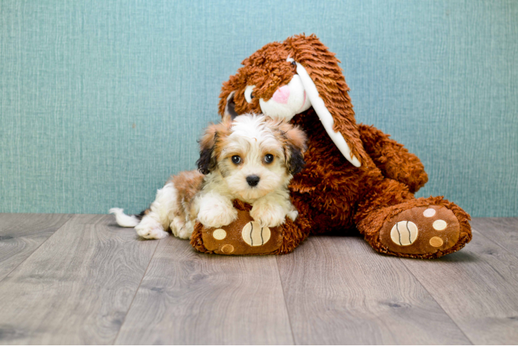 Cavachon Puppy for Adoption