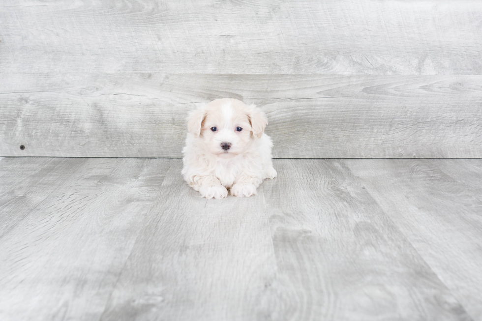 Sweet Maltipoo Baby