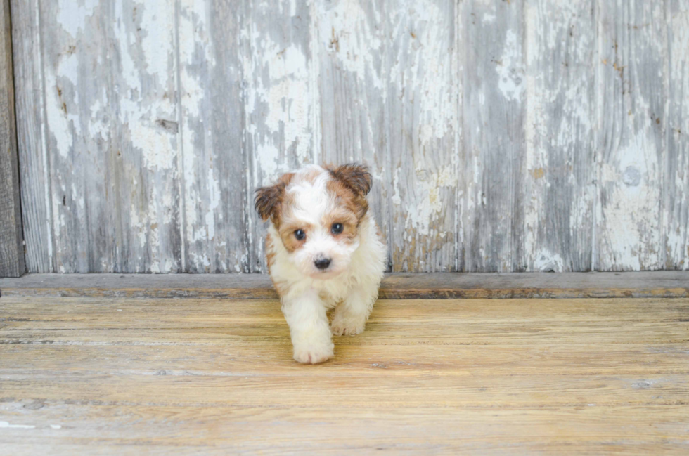 Popular Morkie Designer Pup