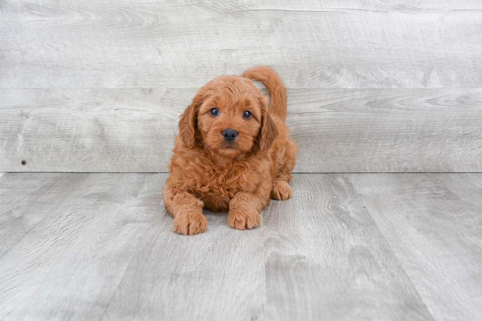 Mini Goldendoodle Puppy for Adoption