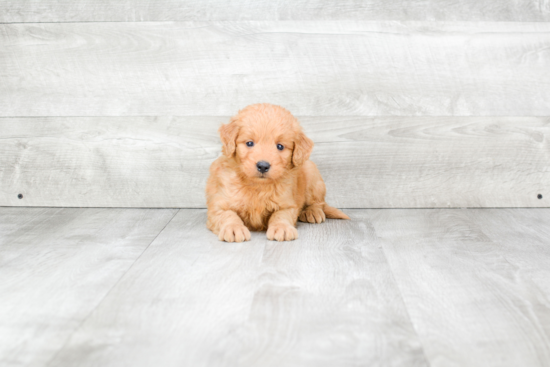 Mini Goldendoodle Puppy for Adoption