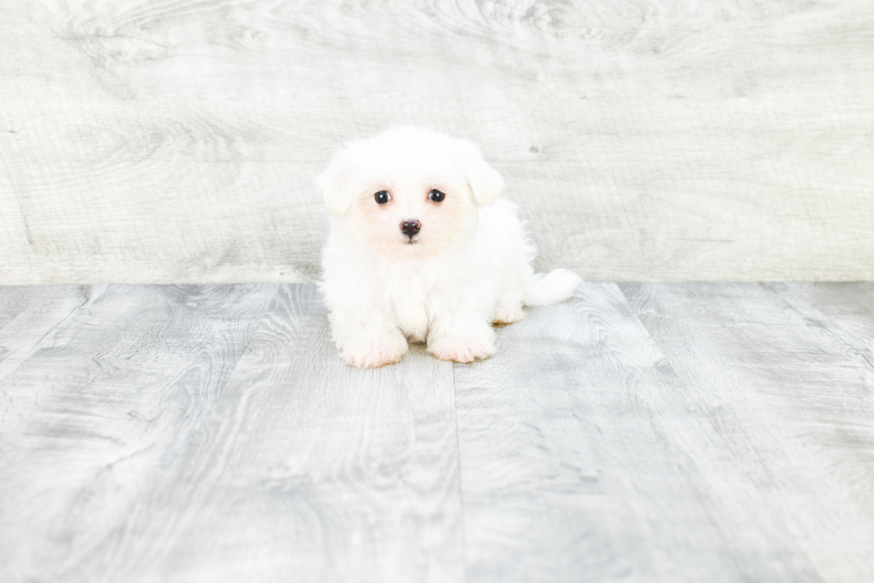 Maltese Pup Being Cute