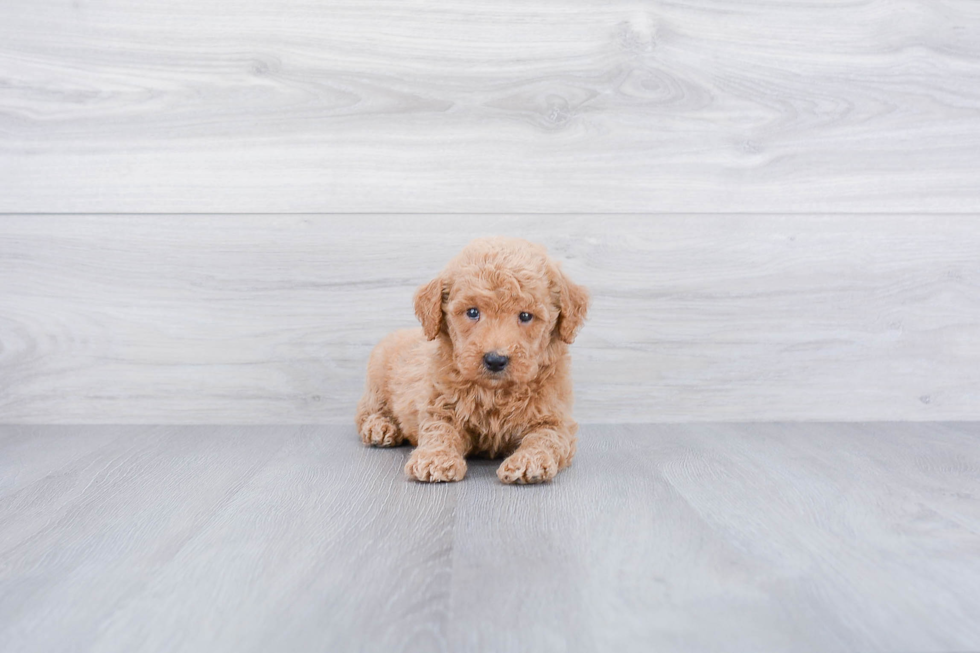 Mini Goldendoodle Pup Being Cute