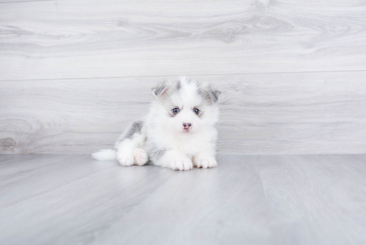 Pomsky Pup Being Cute